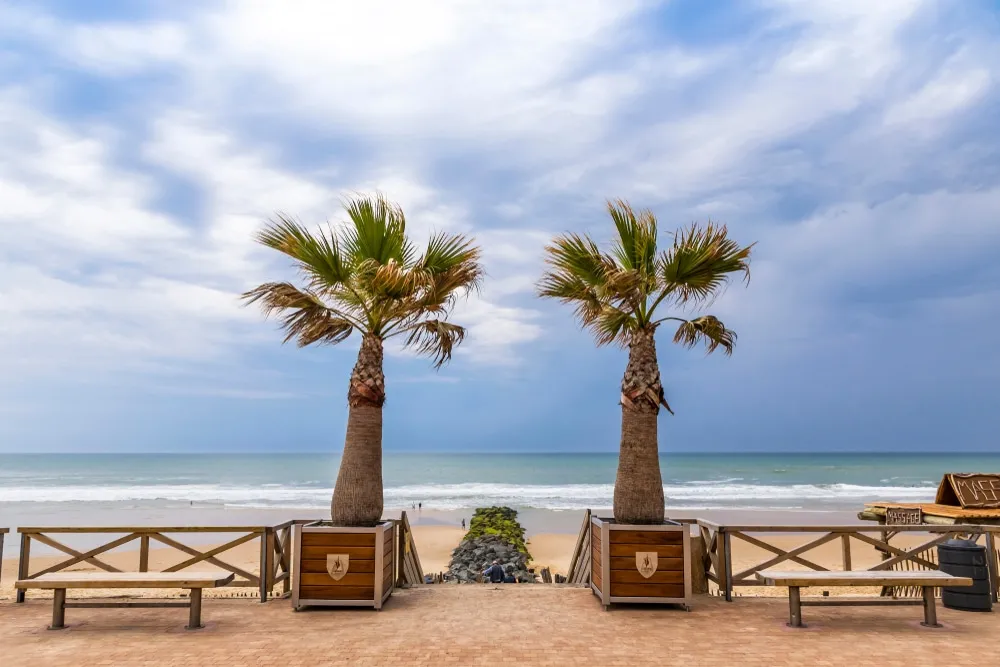Deux palmiers face à une plage et à l'océan